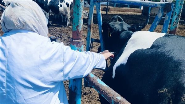 فحص ١٢٠١ رأس ماشية ضد البروسيلا و٩٢١ ضد السل في الشرقية