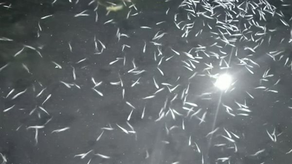 نجاح تفريخ أسماك البوري صناعياً في مصر