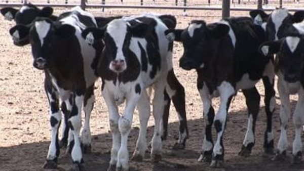 وزير الزراعة يوافق على صرف 154 مليون جنيه لمشروع البتلو