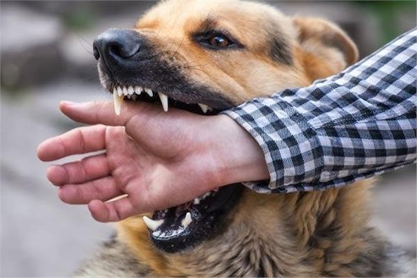إنشاء 22 مركزًا للوقاية من السعار في قنا