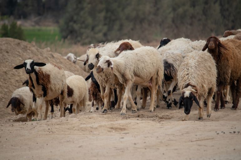sheep feeding on the grasses in egypt country side; Shutterstock ID 1684381174; purchase_order: سs; job: s; client: s; other: