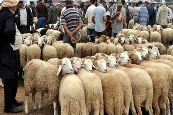 6 أمور مستحبة قبل ذبح الأضحية في مصر