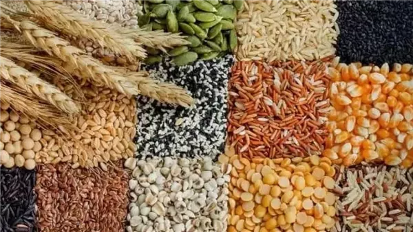 أسعار الأعلاف في محافظة الغربية اليوم 15 مايو 2026