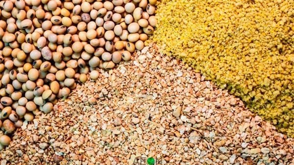 أسعار الأعلاف في محافظة الغربية اليوم 20 مايو 2026