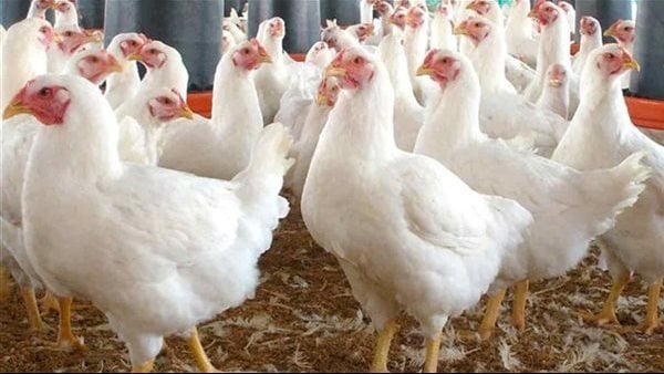 أسعار الفراخ والبيض في السوق المصري اليوم السبت 16 مايو 2026