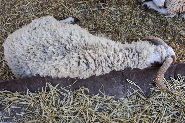 Sheep rest inside a livestock enclosure at a market ahead of Eid al Adha as Tunisian consumers face rising prices and reduced purchasing power in Tunis, Tunisia on May 19, 2026. The image reflects the economic difficulties affecting the traditional purchase of sacrificial animals during the religious holiday. (Photo by Imen Ben Youssef / Hans Lucas / AFP via Getty Images)