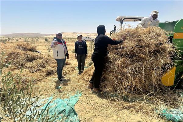 استقبال 83 ألف طن من محصول القمح في صوامع وشون القليوبية