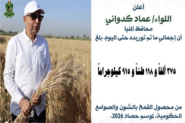 استلام 375 ألف طن قمح في محافظة المنيا خلال موسم الحصاد