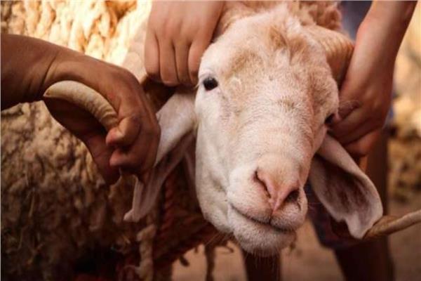 الأزهر يوضح الدعاء المخصص لذبح الأضحية