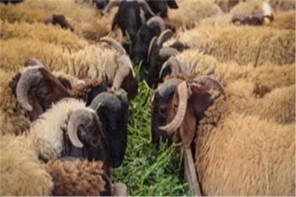 الأزهر يوضح حكم دفع ثمن الأضحية من مال الزكاة