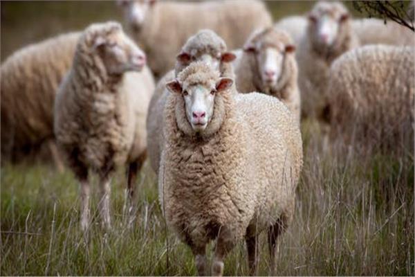 «الإفتاء» توضح كيفية اختيار الأضحية الصحيحة لتفادي العيوب المؤثرة على الصحة
