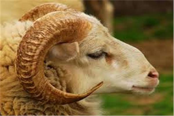 الإفتاء توضح كيفية توزيع الأضحية في مصر
