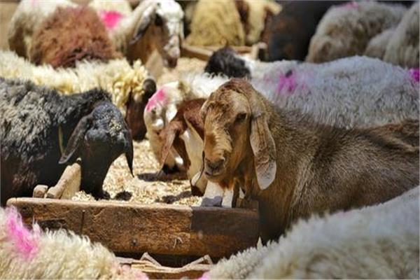 الإفتاء توضح ما يستحب وما يكره قبل الذبح في عيد الأضحى