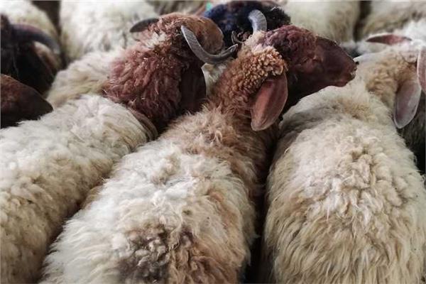 الحكومة توضح شروط الأضحية وفقًا للشرع والواقع