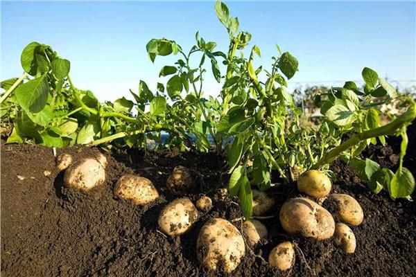 تحذيرات من تأثير التقلبات الجوية على المحاصيل الزراعية في مصر