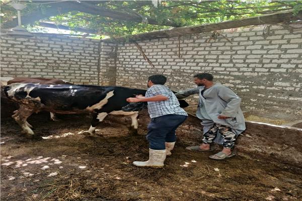 تحصين 35 ألف رأس ماشية في الحملة القومية بأسيوط