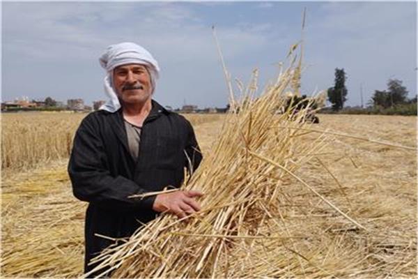 حصاد 375 ألف فدان من القمح في محافظة الشرقية