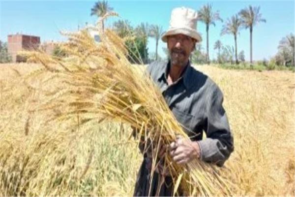 حصاد 392 ألف فدان من القمح في الشرقية