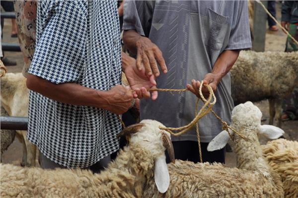 حكم الذبح في عيد الأضحى وأفضل الأوقات لذلك