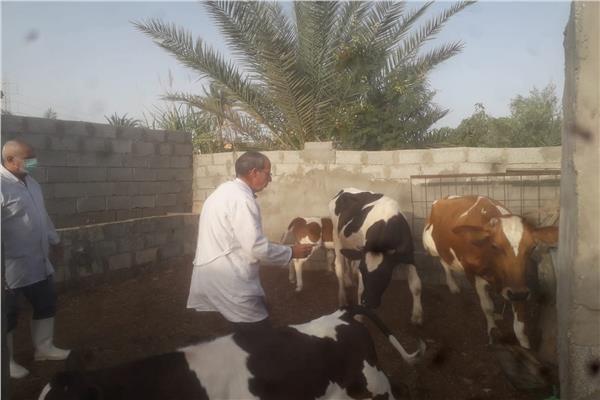حملة لتحسين الثروة الحيوانية في محافظة سيناء