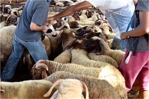 شروط الأضحية في الإسلام وضرورة الالتزام بها