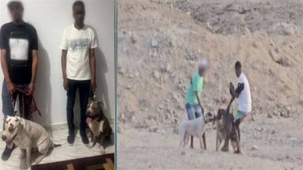 ضبط شخصين بتهمة التعدي على كلب ضال في البحر الأحمر