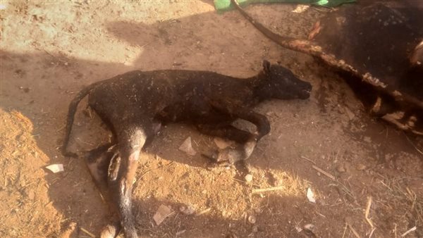 إخماد حريق في منزل بقنا وتجنب انتشاره للمنازل المجاورة