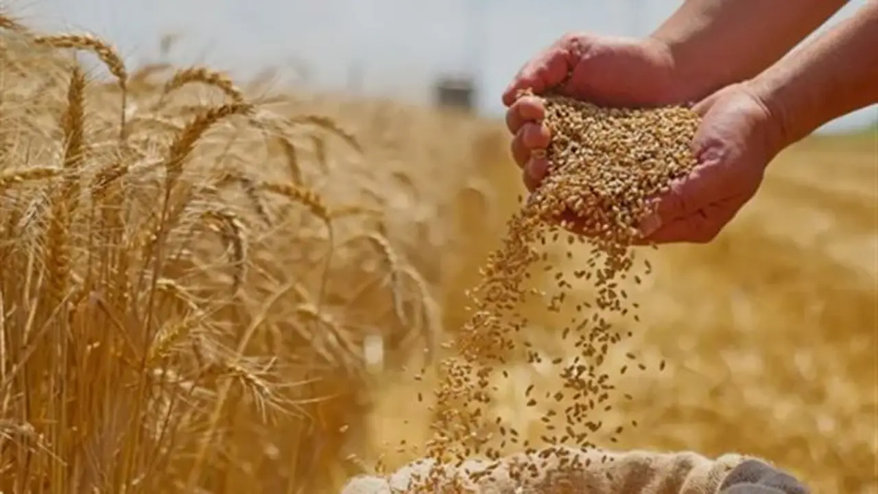 ارتفاع أسعار القمح والذرة عالمياً بسبب توترات البحر الأسود