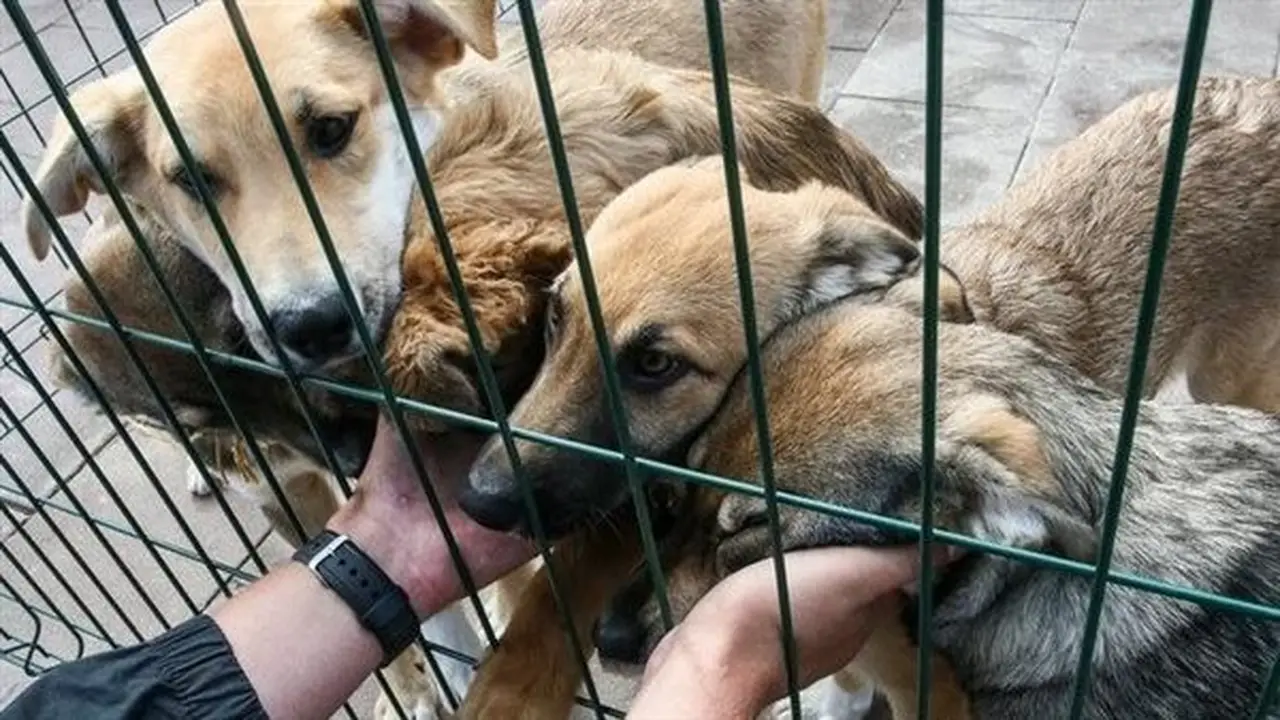 3 حيوانات محظور تربيتها في المنازل قانونياً (فيديو)