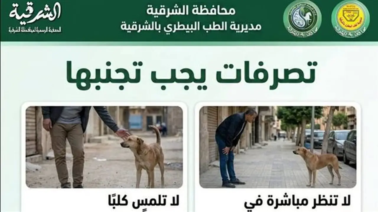 نصائح هامة للتعامل مع الكلاب الضالة في الشرقية