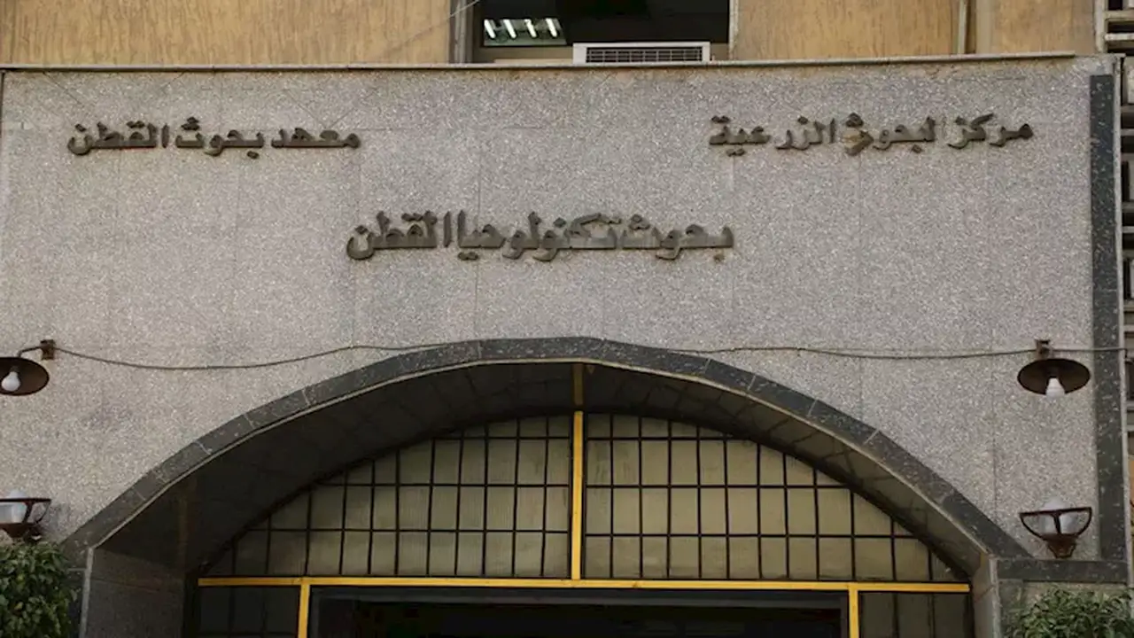 ابتكار مصري: باحثو معهد القطن يعيدون تدوير المخلفات لإنتاج خيوط ملونة دون صباغة