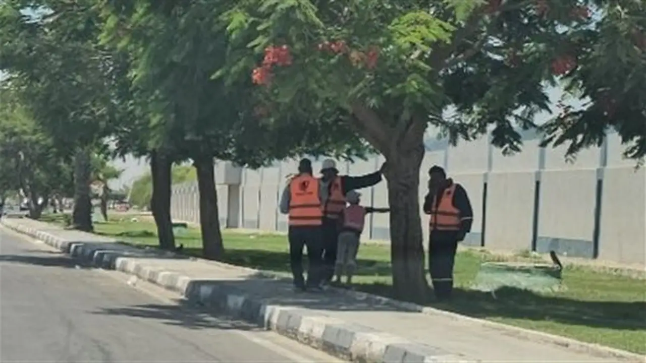 شجرة ومظلة: حكاية الكادحين تحت شمس الإسماعيلية