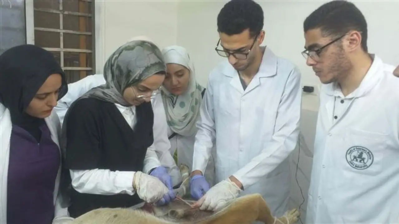 طلاب كلية الطب البيطري بجامعة القاهرة يشاركون في حملة لتعقيم الكلاب الضالة