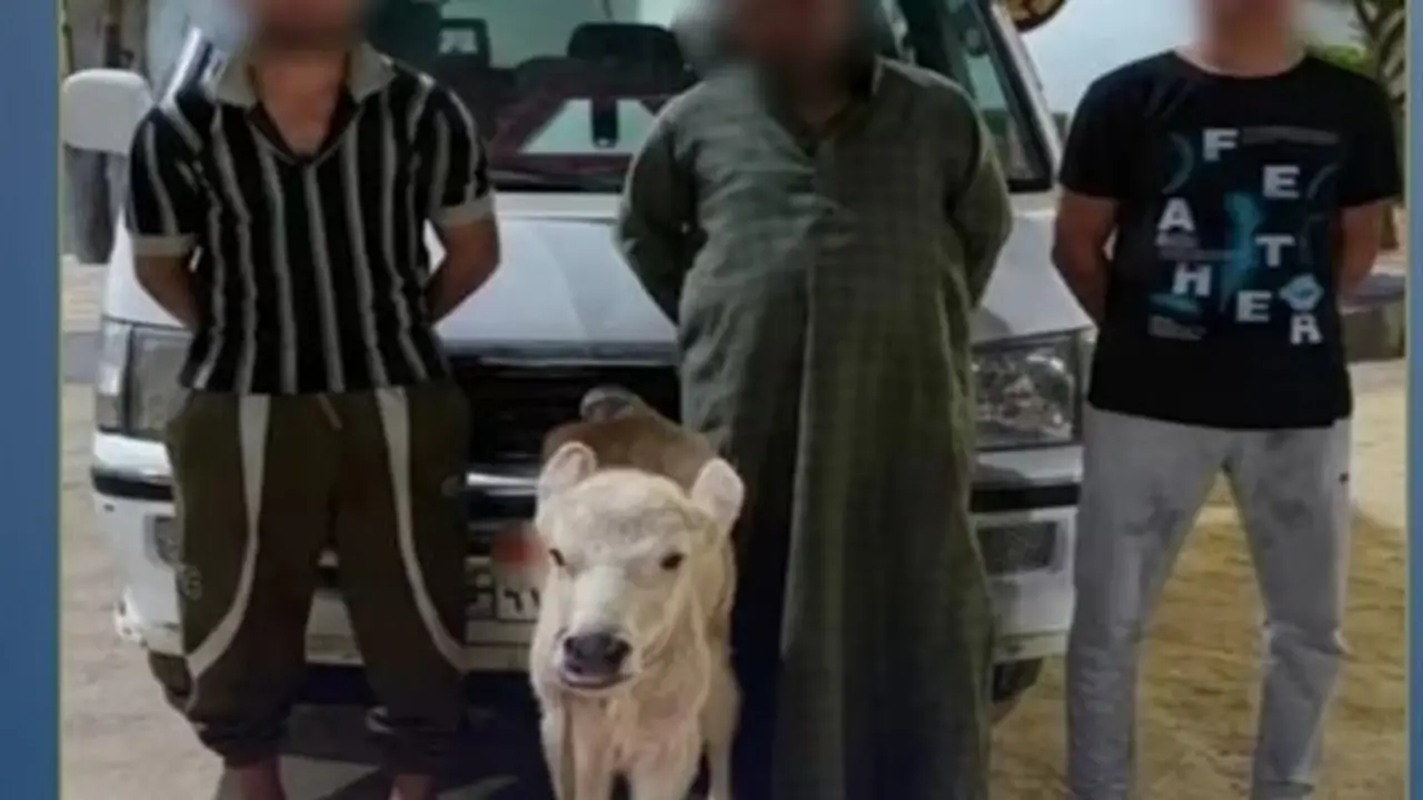 الداخلية تكشف كواليس فيديو نقل ماشية داخل ميكروباص بالبحيرة