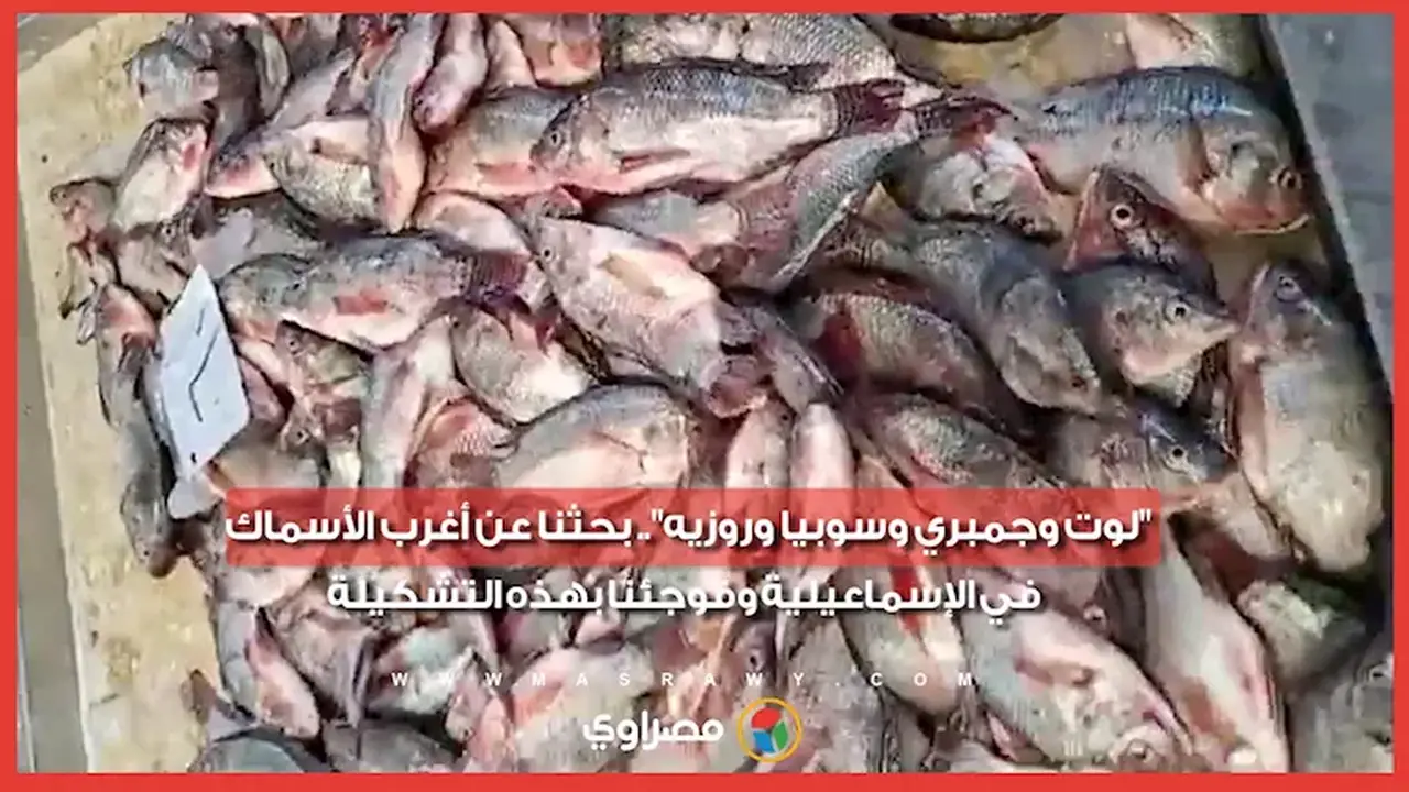 استكشاف أغرب الأسماك في الإسماعيلية: من لوت إلى جمبري وسوبيا وروزيه