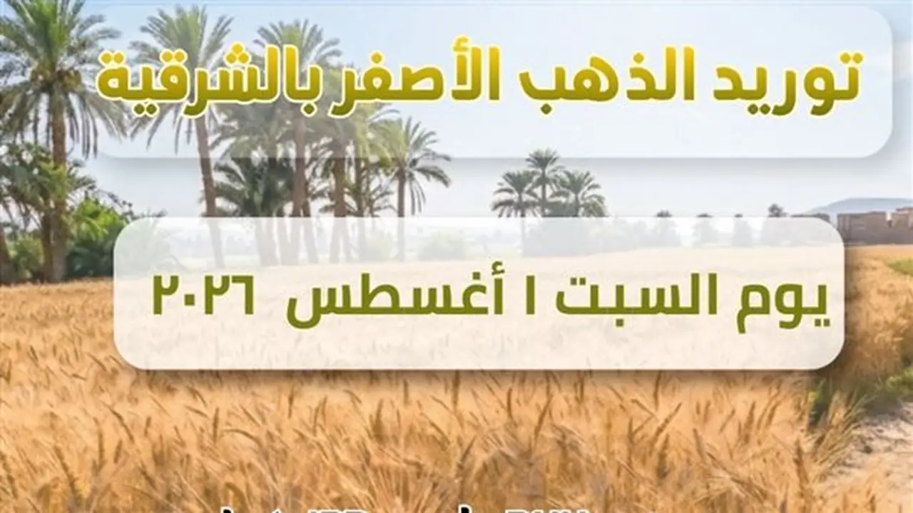 ارتفاع إجمالي القمح المورد لصوامع الشرقية إلى 677055 طنًا