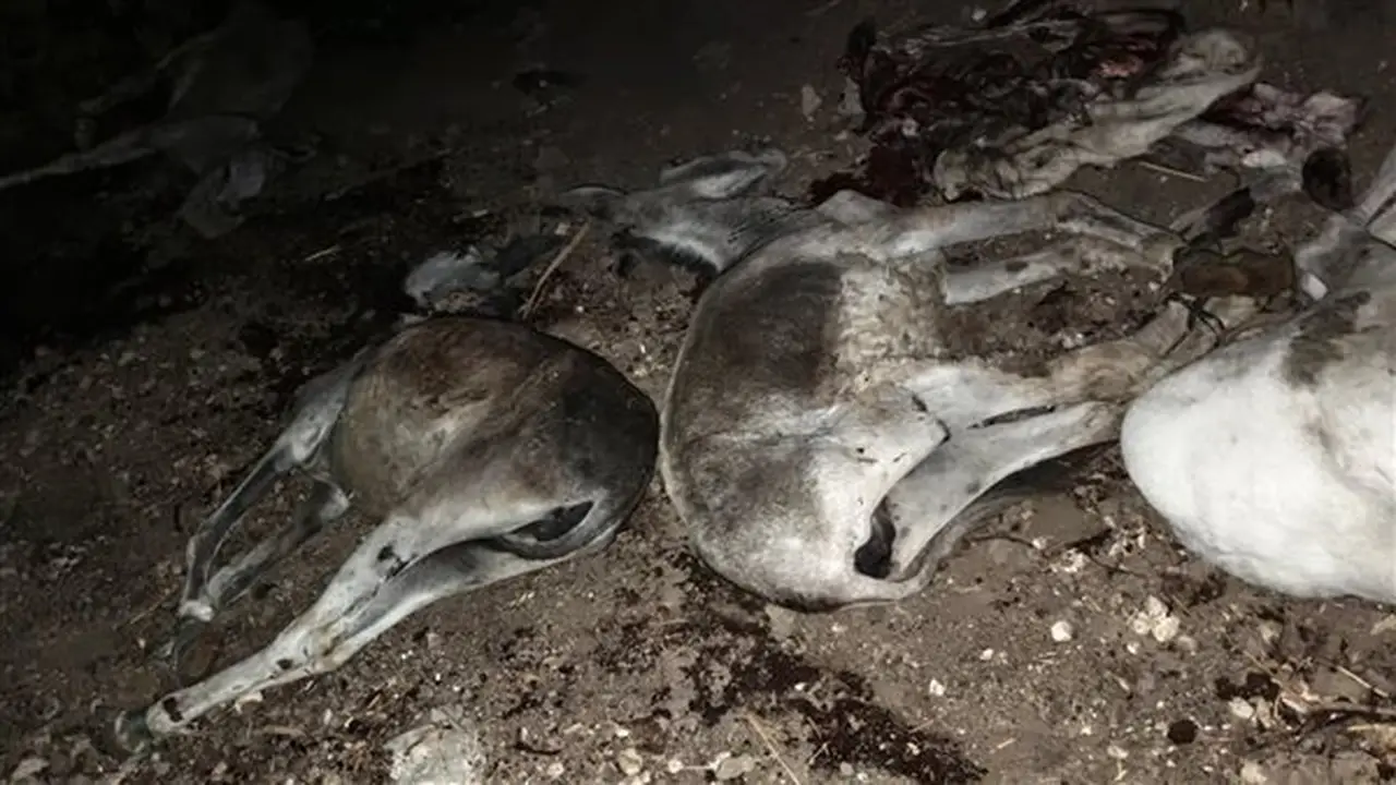 ضبط ثلاثة أشخاص لذبحهم تسعة حمير في طهطا بسوهاج