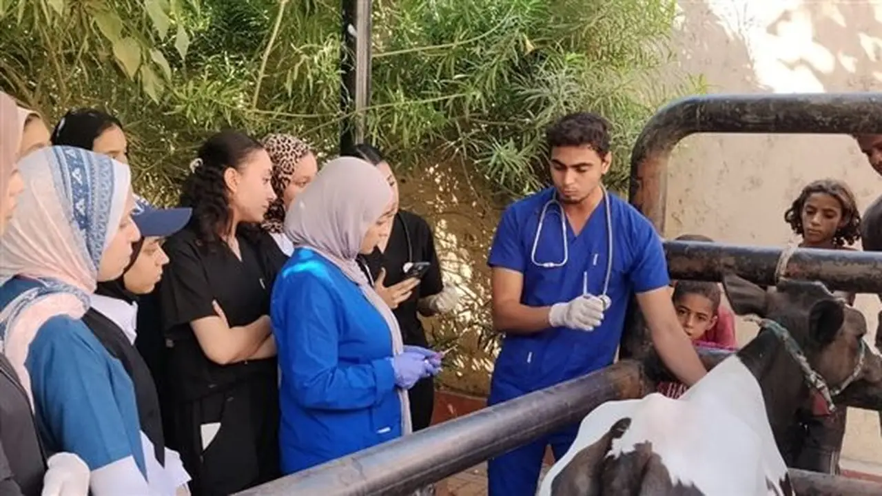 علاج 24,952 حالة خلال شهر عبر 10 قوافل بيطرية مجانية في أسيوط