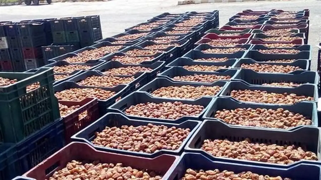 محافظ الوادي الجديد تؤكد دعم مزارعي البلح وتعلن إجراءات لضبط السوق وحماية حقوقهم