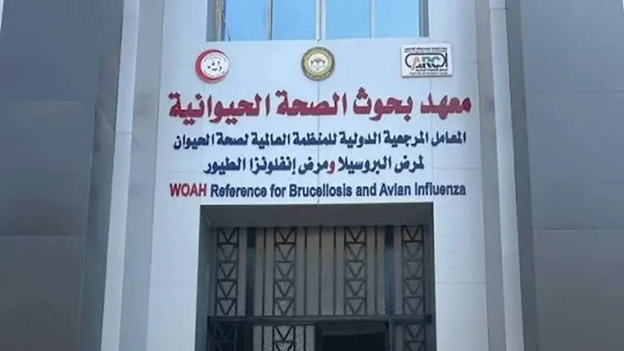 دراسة تكشف: القراد يزيد خطر إصابة الأبقار بمرض البابيزيا 21.6 مرة