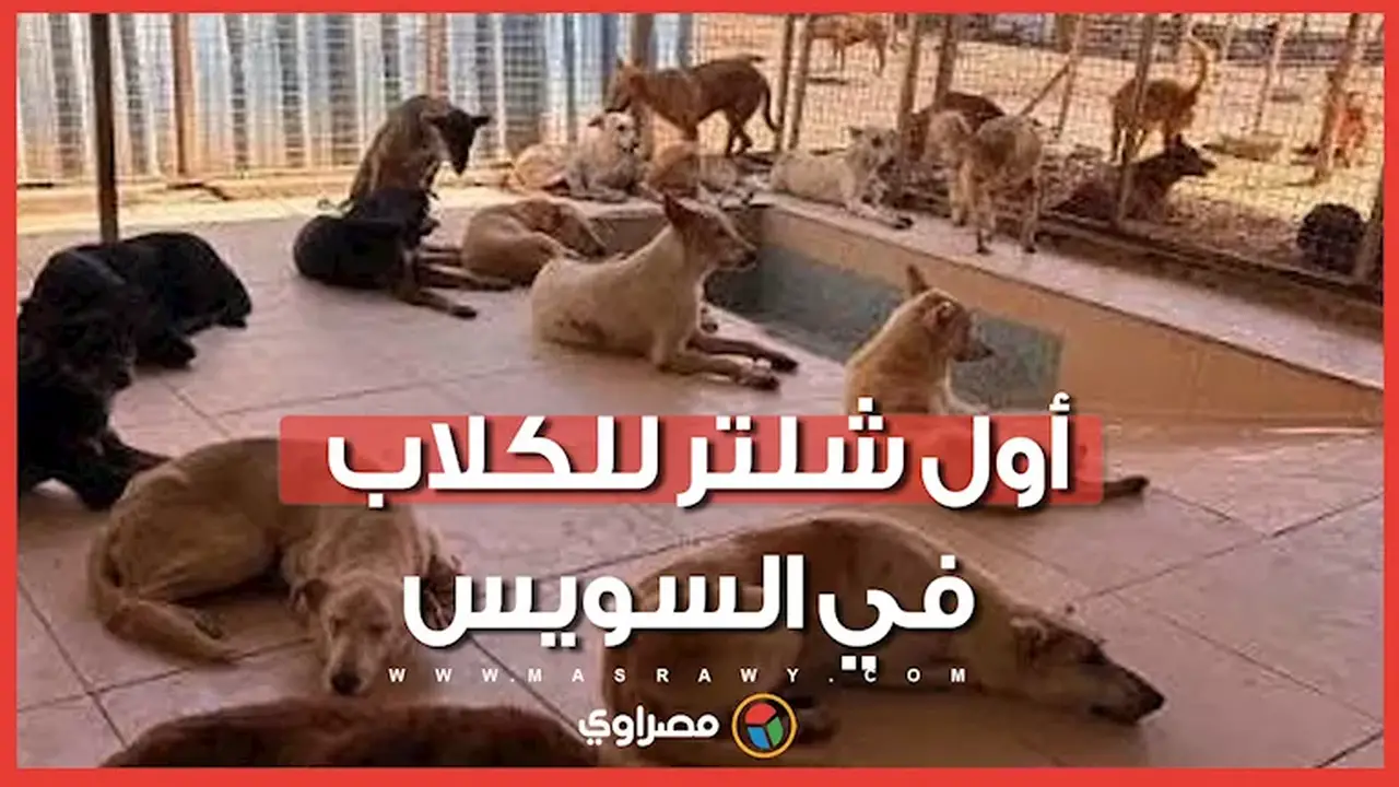 إنشاء أول شلتر لإيواء الكلاب في السويس: توازن بين الرفق بالحيوان وأمان المواطنين