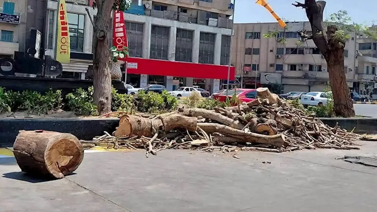 رئيس حي العجوزة يوضح ضوابط إزالة الأشجار وعدم العشوائية في التعامل معها