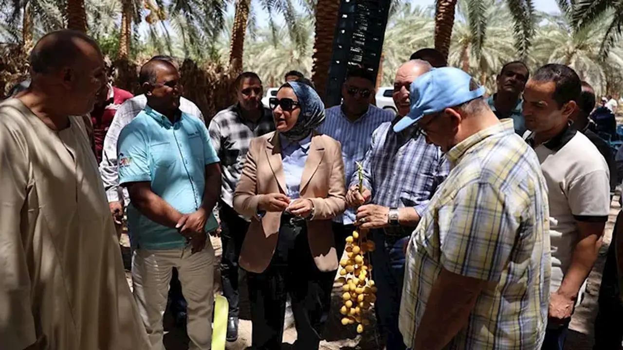 محافظ الوادي الجديد تتابع حصاد محصول البرحي في شرق العوينات