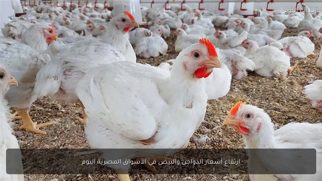ارتفاع أسعار الدواجن والبيض في الأسواق المصرية اليوم