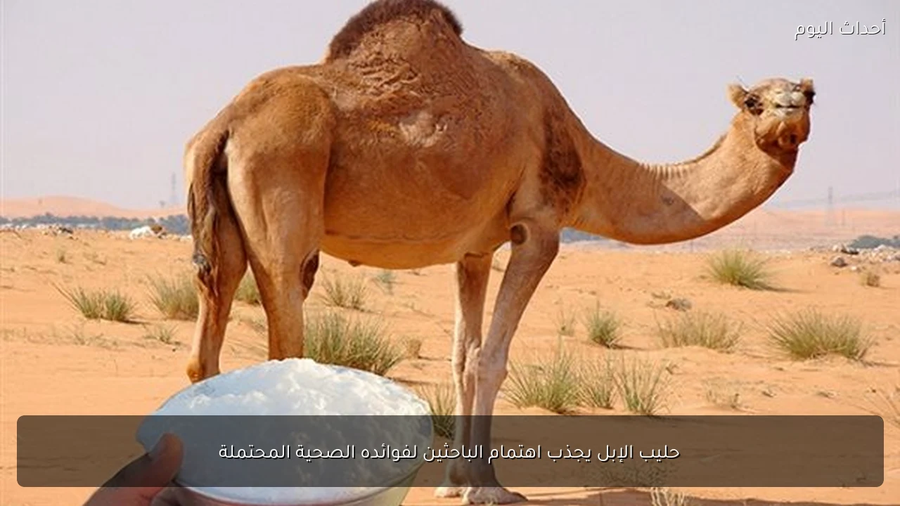 حليب الإبل يجذب اهتمام الباحثين لفوائده الصحية المحتملة