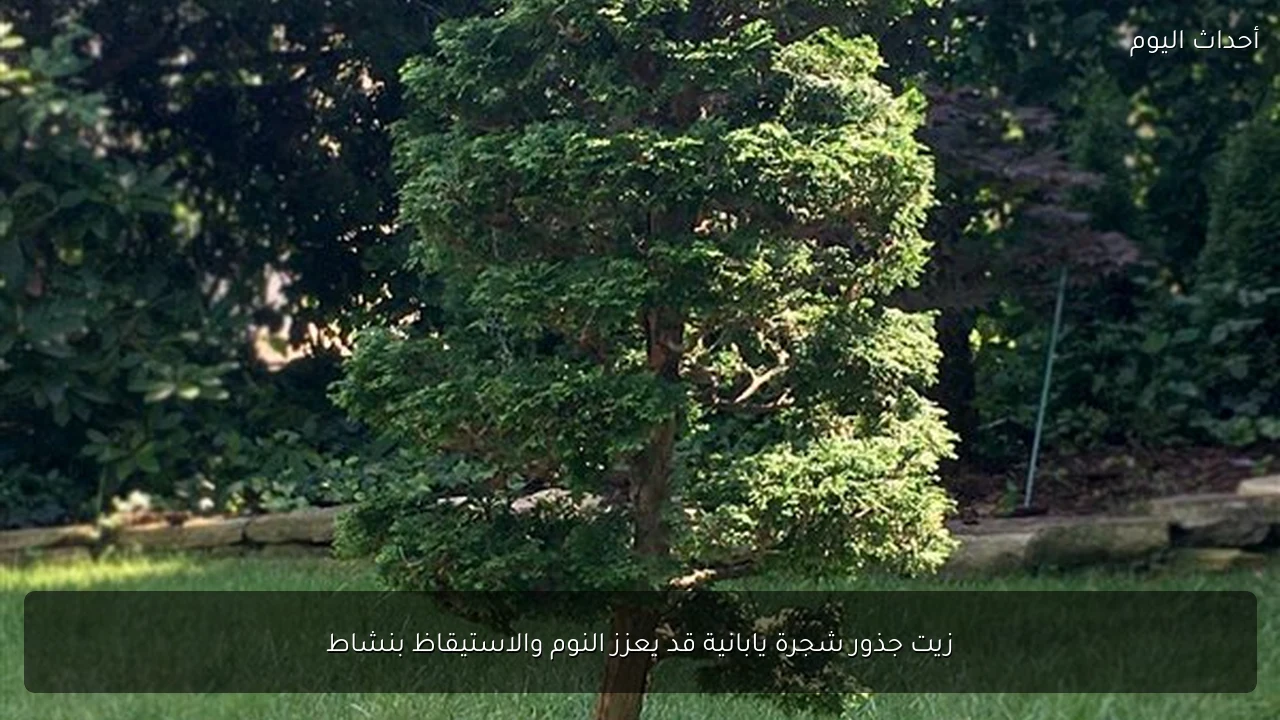 زيت جذور شجرة يابانية قد يعزز النوم والاستيقاظ بنشاط