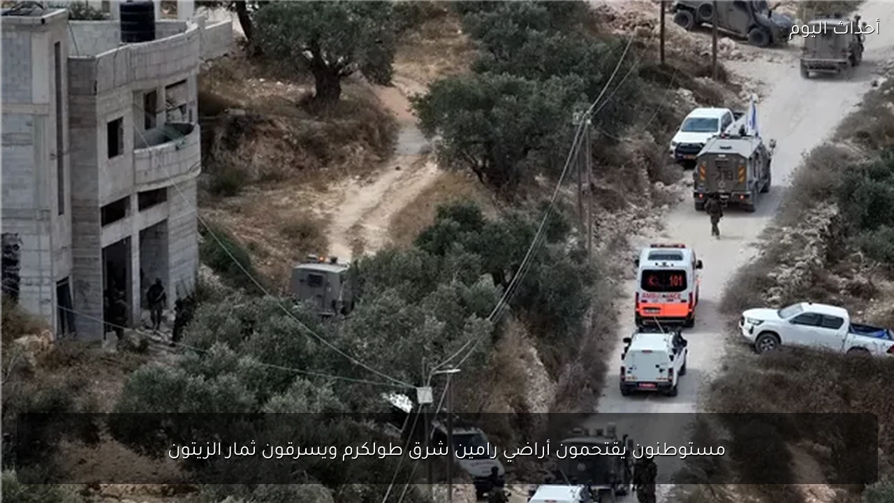 مستوطنون يقتحمون أراضي رامين شرق طولكرم ويسرقون ثمار الزيتون